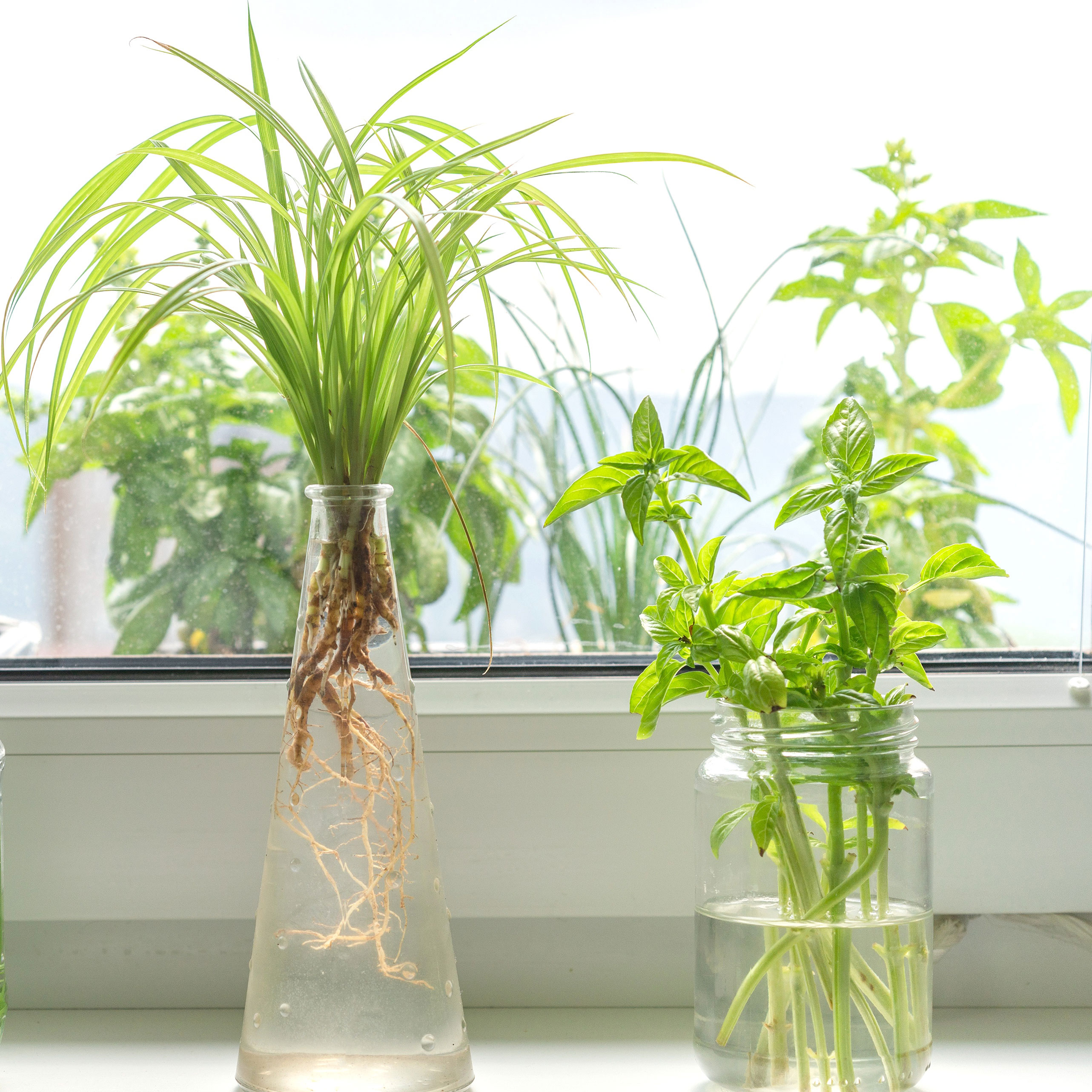 mixed herbs growing in jars of water on windowsill