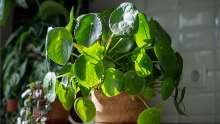 Chinese money plant
