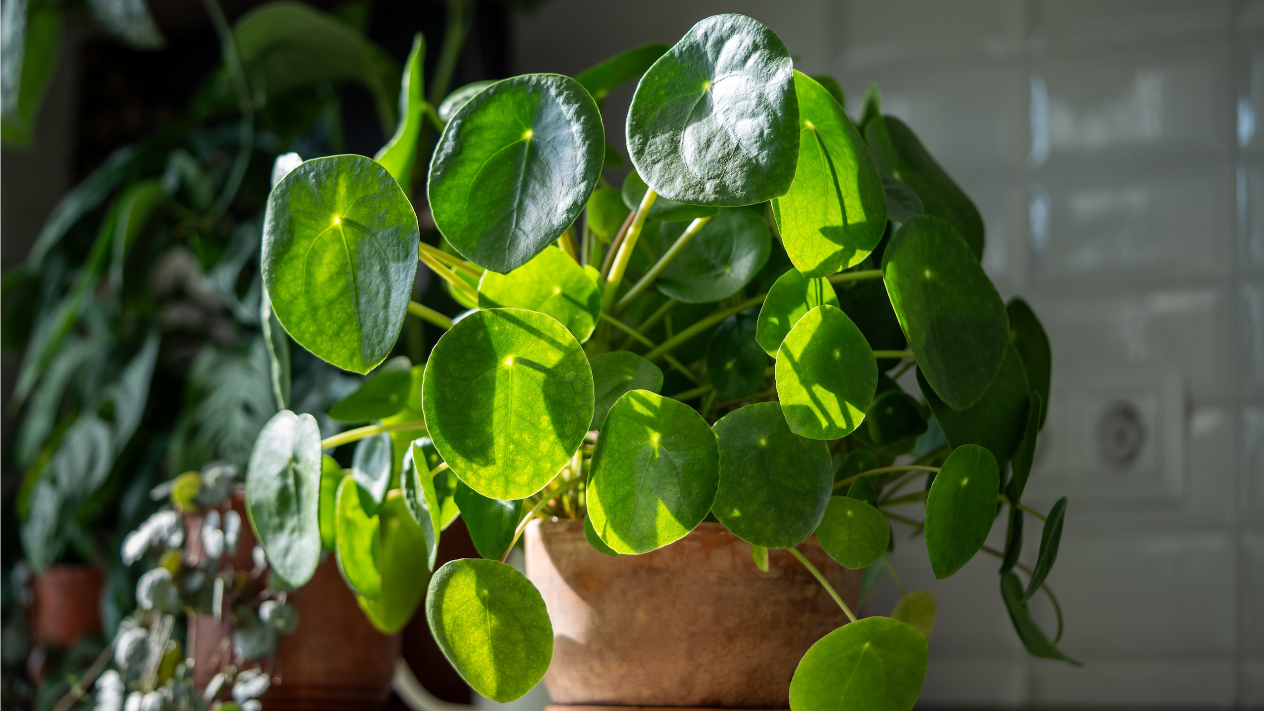 Chinese money plant