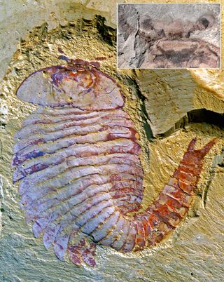 A 520-million-year-old Fuxianhuia protensa fossil and its counterpart (upper corner). Notice how the fossilized brain is symmetrical.