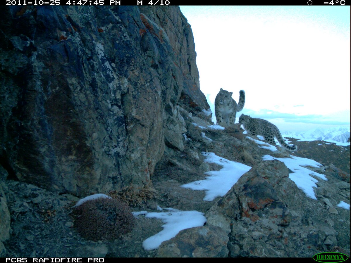 Snow Leopard and cub, Afghanistan