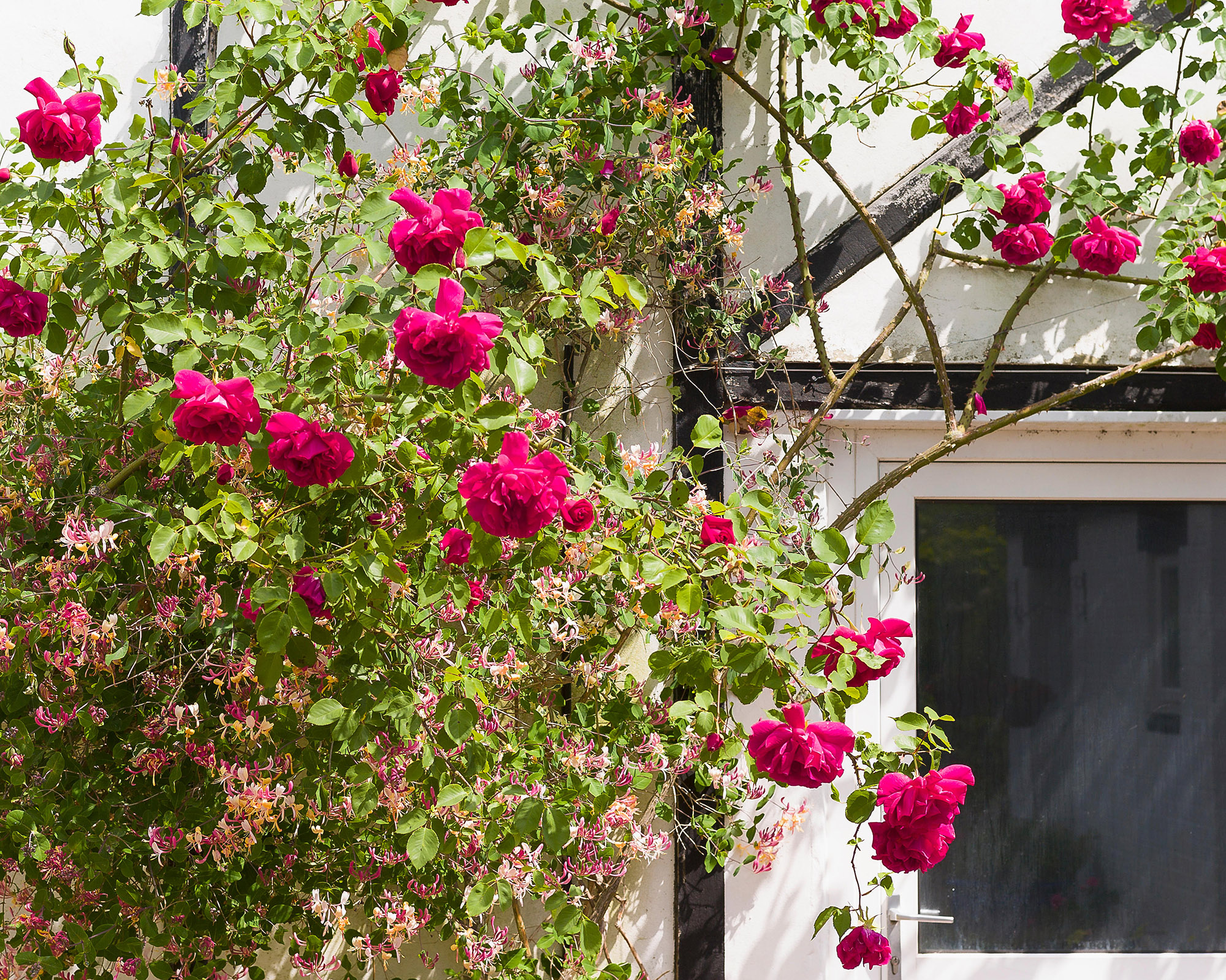 Climbing roses plant care and growing guide | Gardeningetc