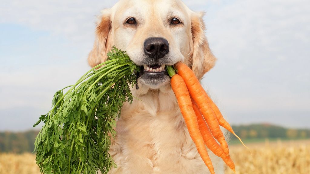 dog holding bunch of carrots 