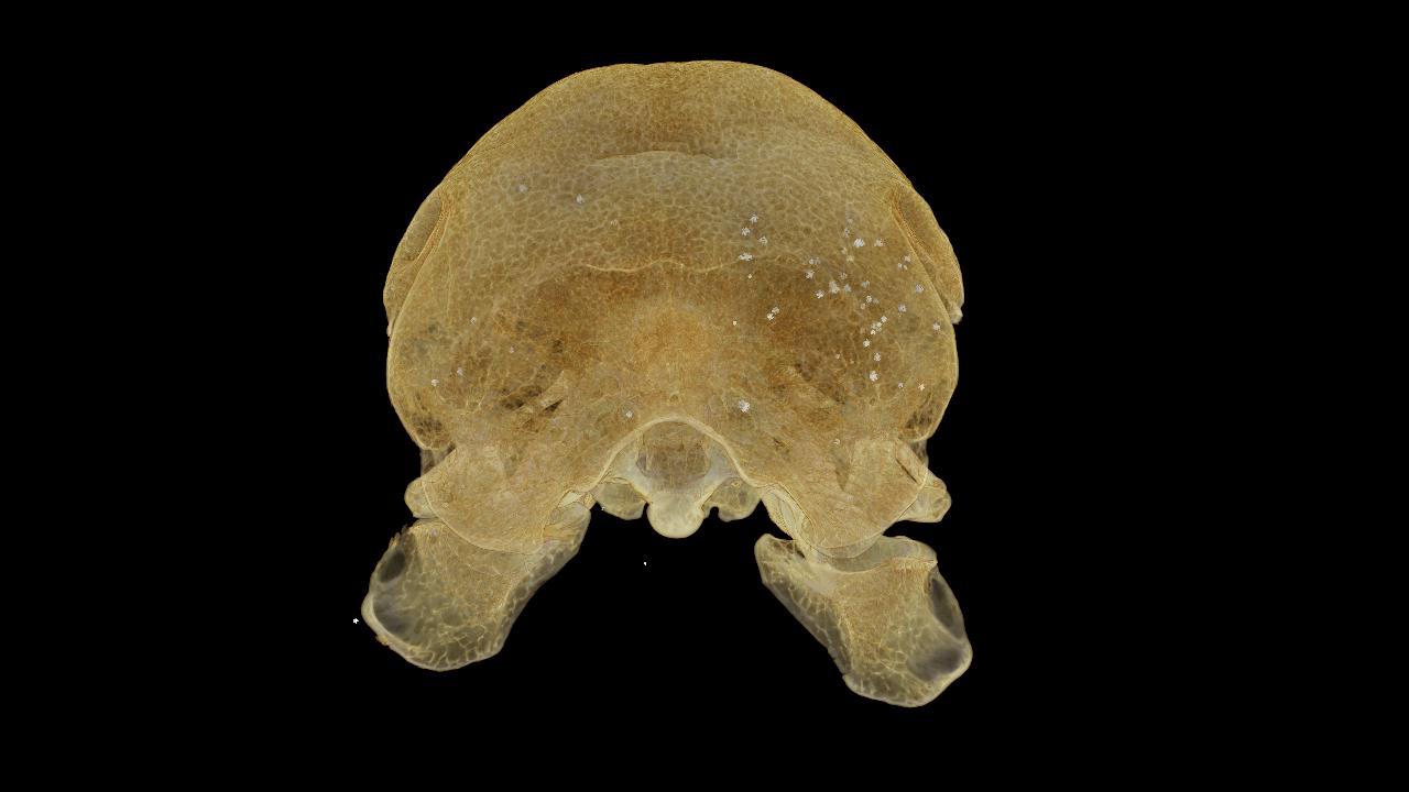 The white dots on this digital image of the dodo's skull shows the location of the deadly lead pellets.
