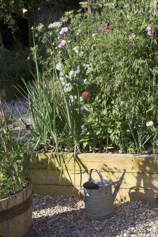 flowers and veg in a potager in a summer garden