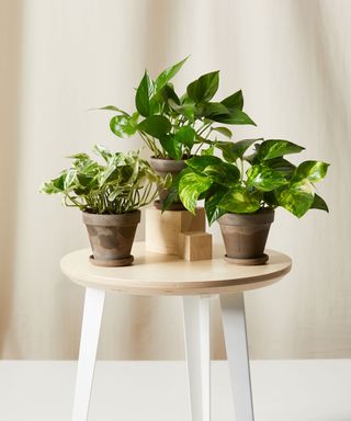 pothos plants in pots on a table