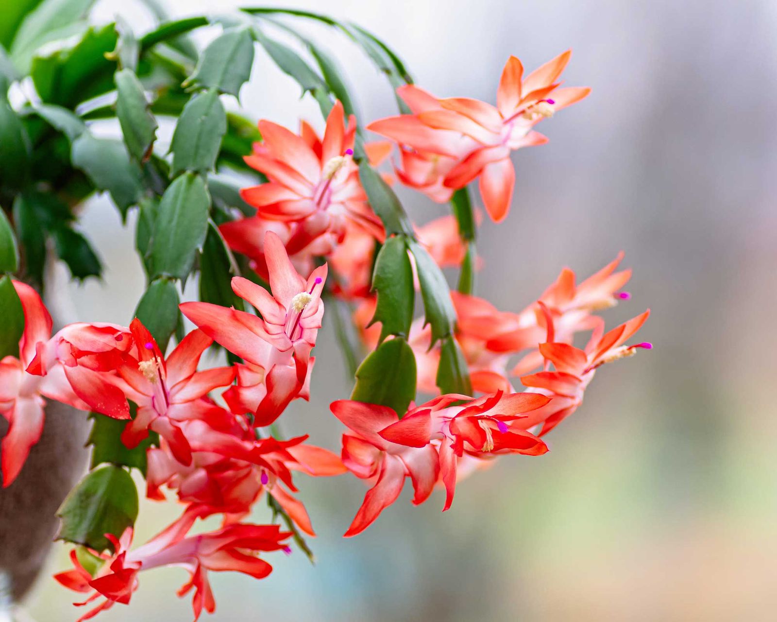 Christmas cactus problems: 5 common issues | Gardeningetc