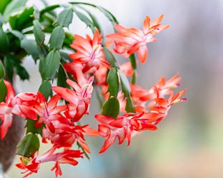 red flowering Christmas cactus