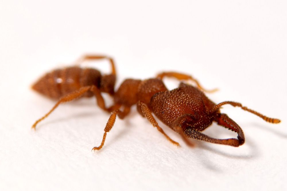 dracula ant