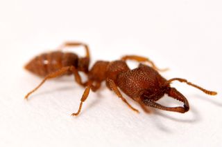 dracula ant