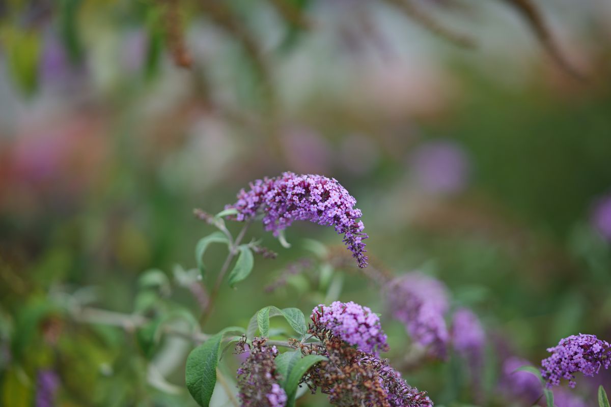 Sigma 85mm f/1.2 DG Art sample image