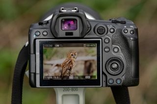 Canon Telephoto Wildlife Birds