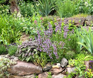 rock herb garden with sage, thyme and other plants