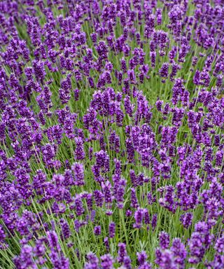Mediterranean plants Lavandula angustifolia ‘Hidcote’ AGM in flower