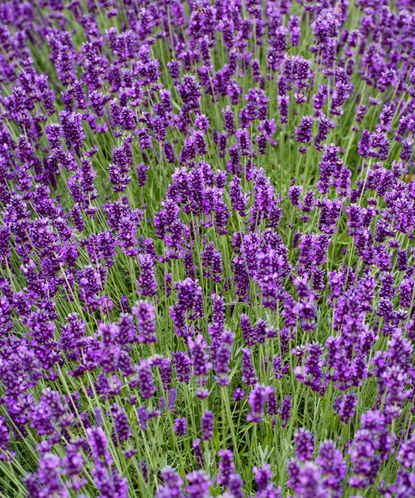 Best Mediterranean plants: 16 sun-loving options | Gardeningetc