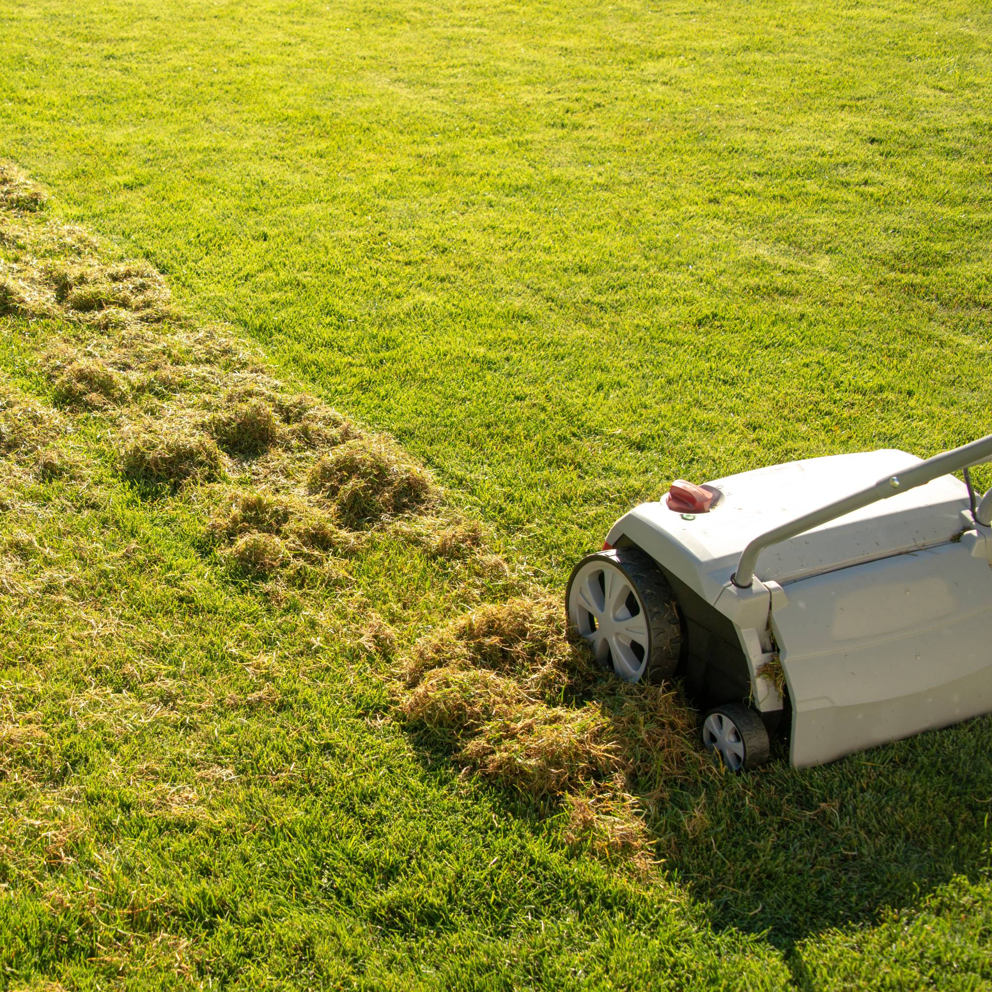 Lawn scarifier vs dethatcher