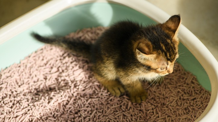 Vet reveals how to stop a kitten eating litter — and it all comes down