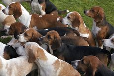 TO-USE-BEAGLE.jpg
