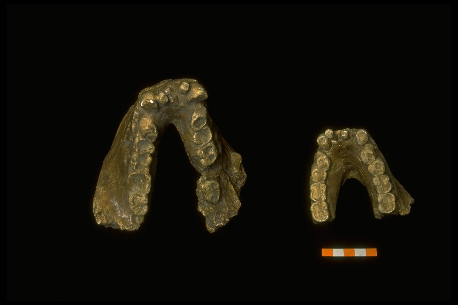 A close up of two halves of jawbones against a dark background