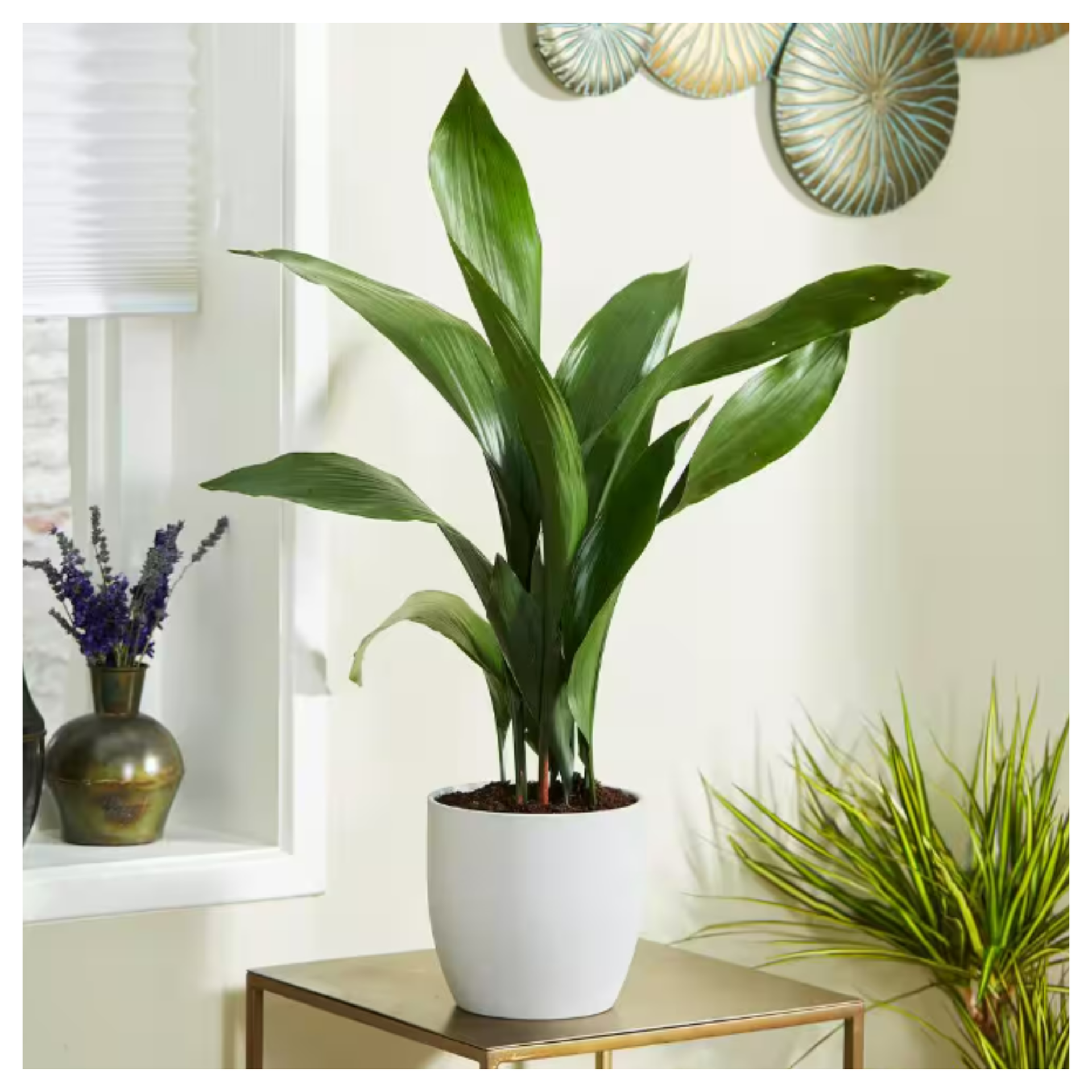 Cast Iron Plant Home Depot