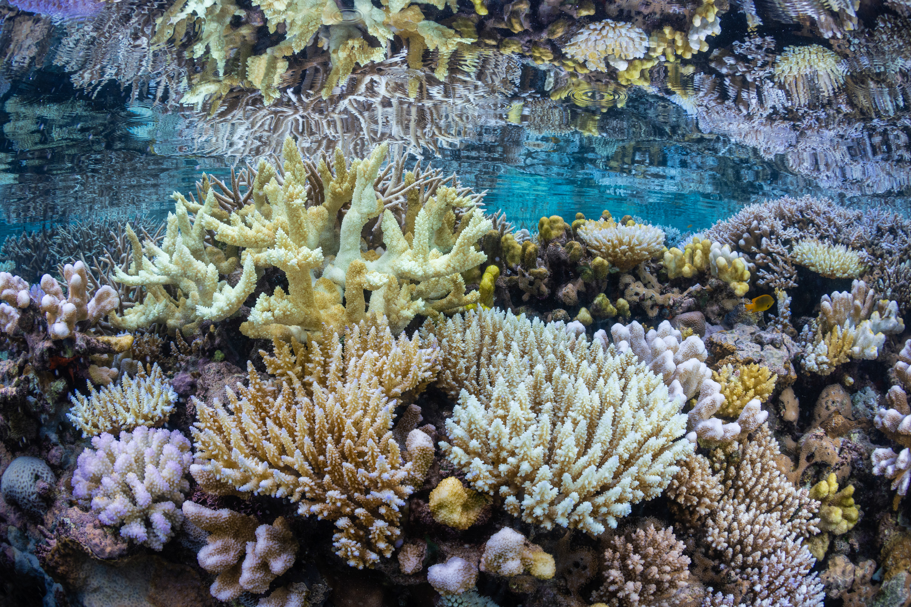 Foto de um recife de coral branqueado em águas rasas.