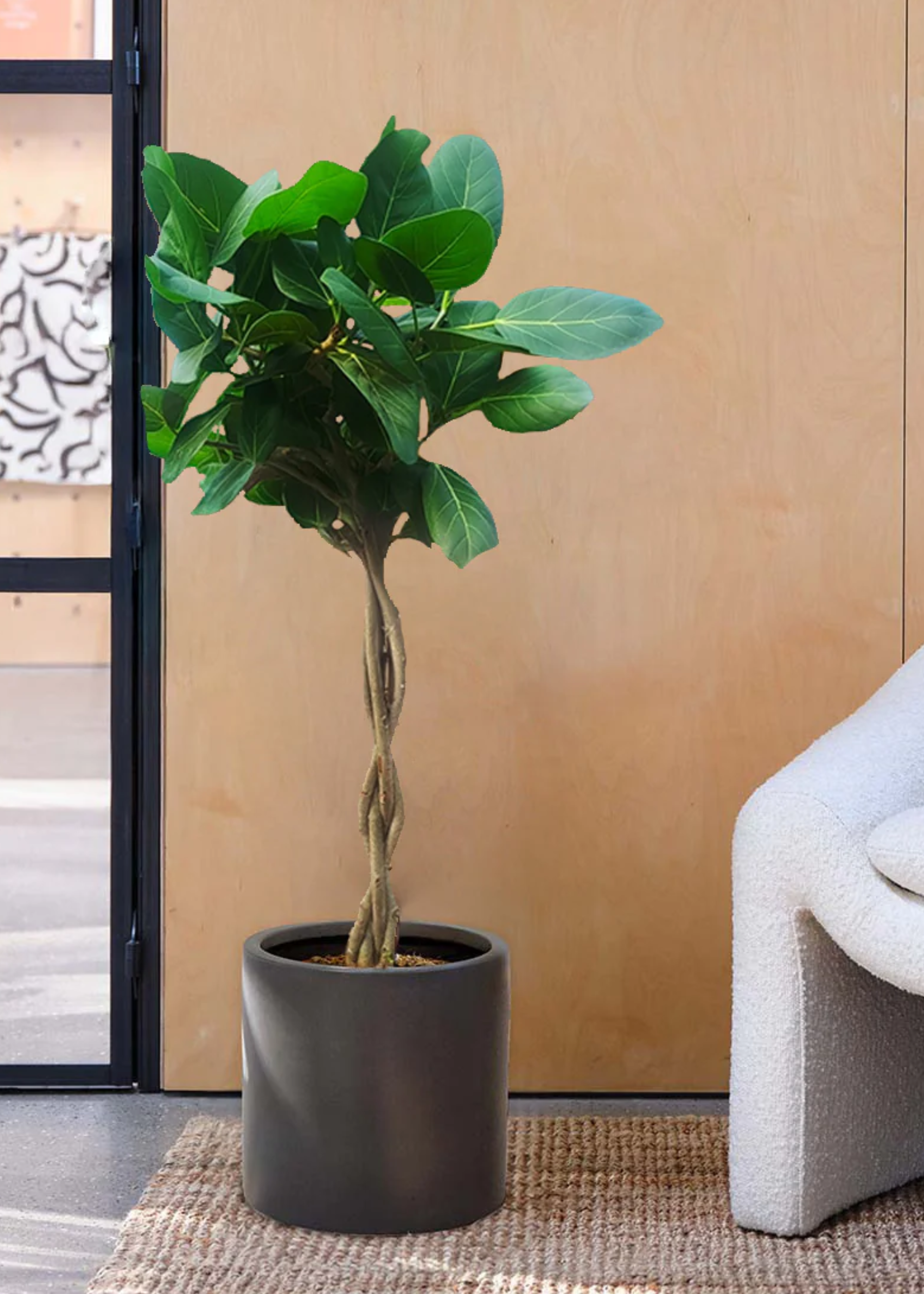 A potted ficus audrey plant on a rug in a living room