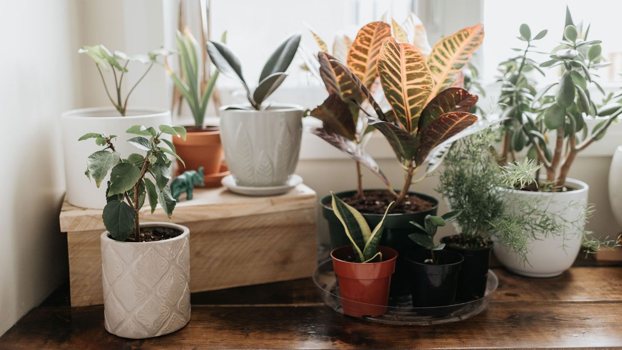 houseplants