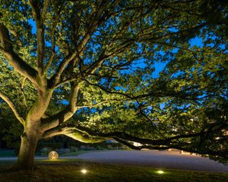 uplit tree at night time in a garden
