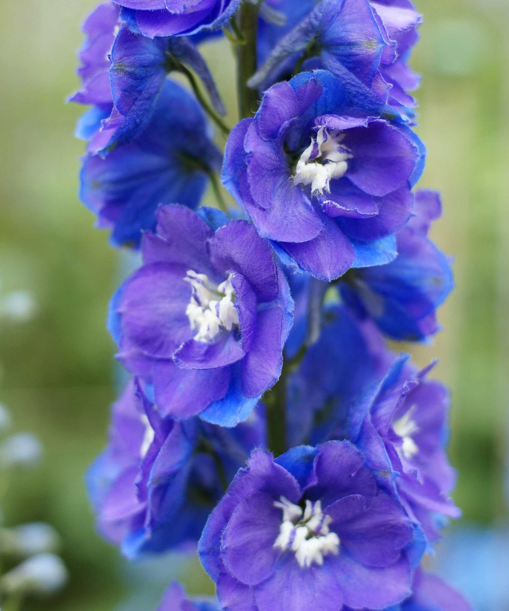 Types of delphiniums: 14 beautiful varieties for your garden | Gardeningetc