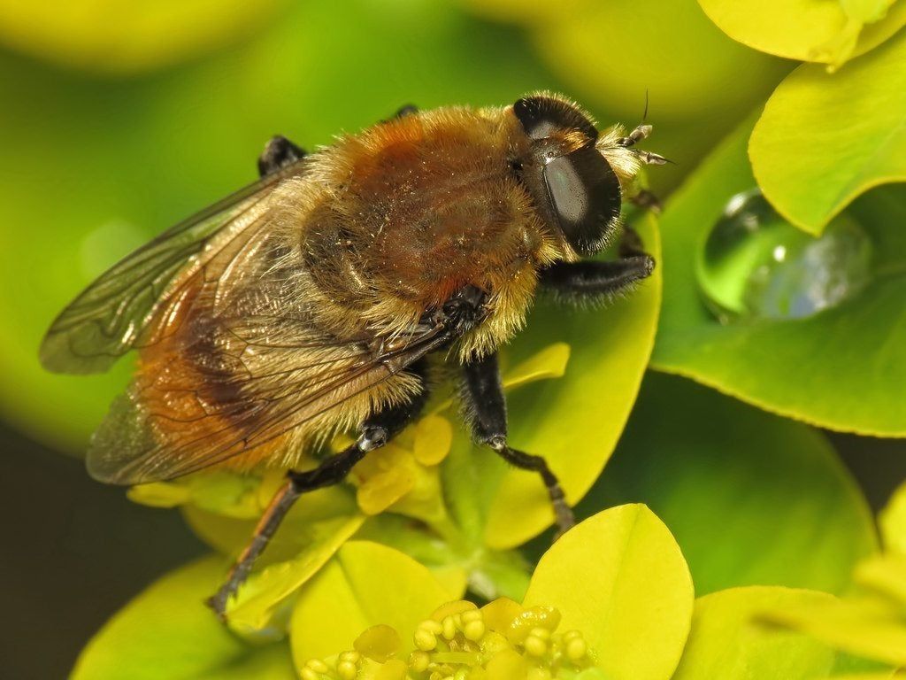 Fuzzy Bulb Fly On Green Plant