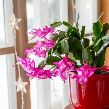 Christmas cactus with snowy landscape seen from window.