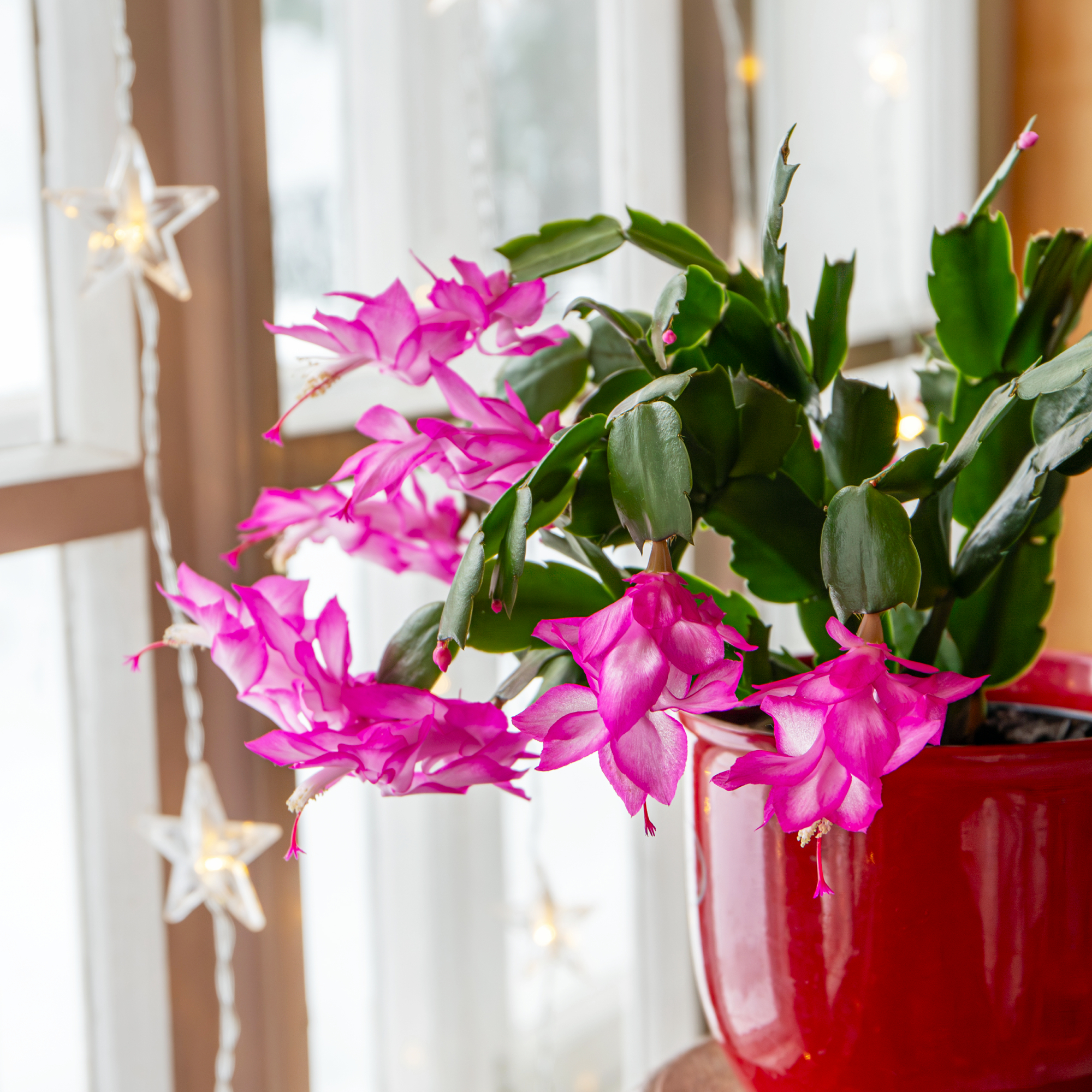 Christmas cactus with snowy landscape seen from window.