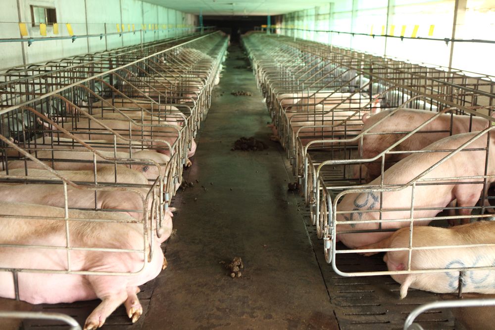 Pig farm