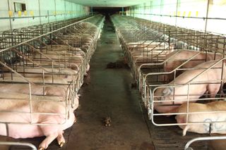 Pig farm