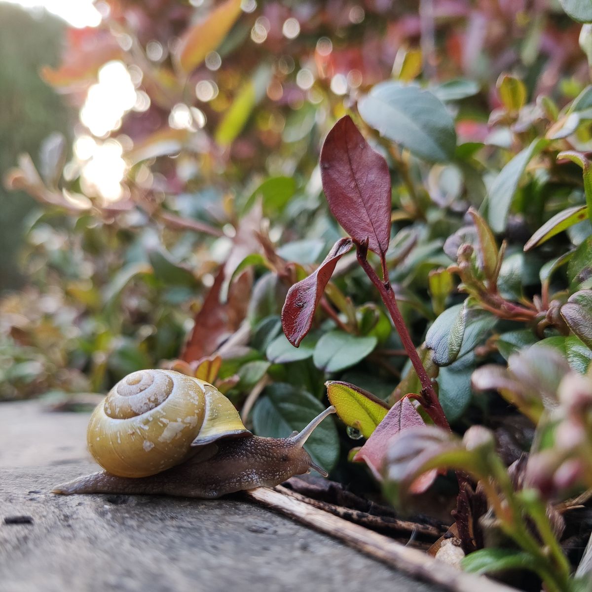 How to stop snails eating plants naturally | Ideal Home