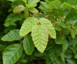 Closeup of poison oak vine