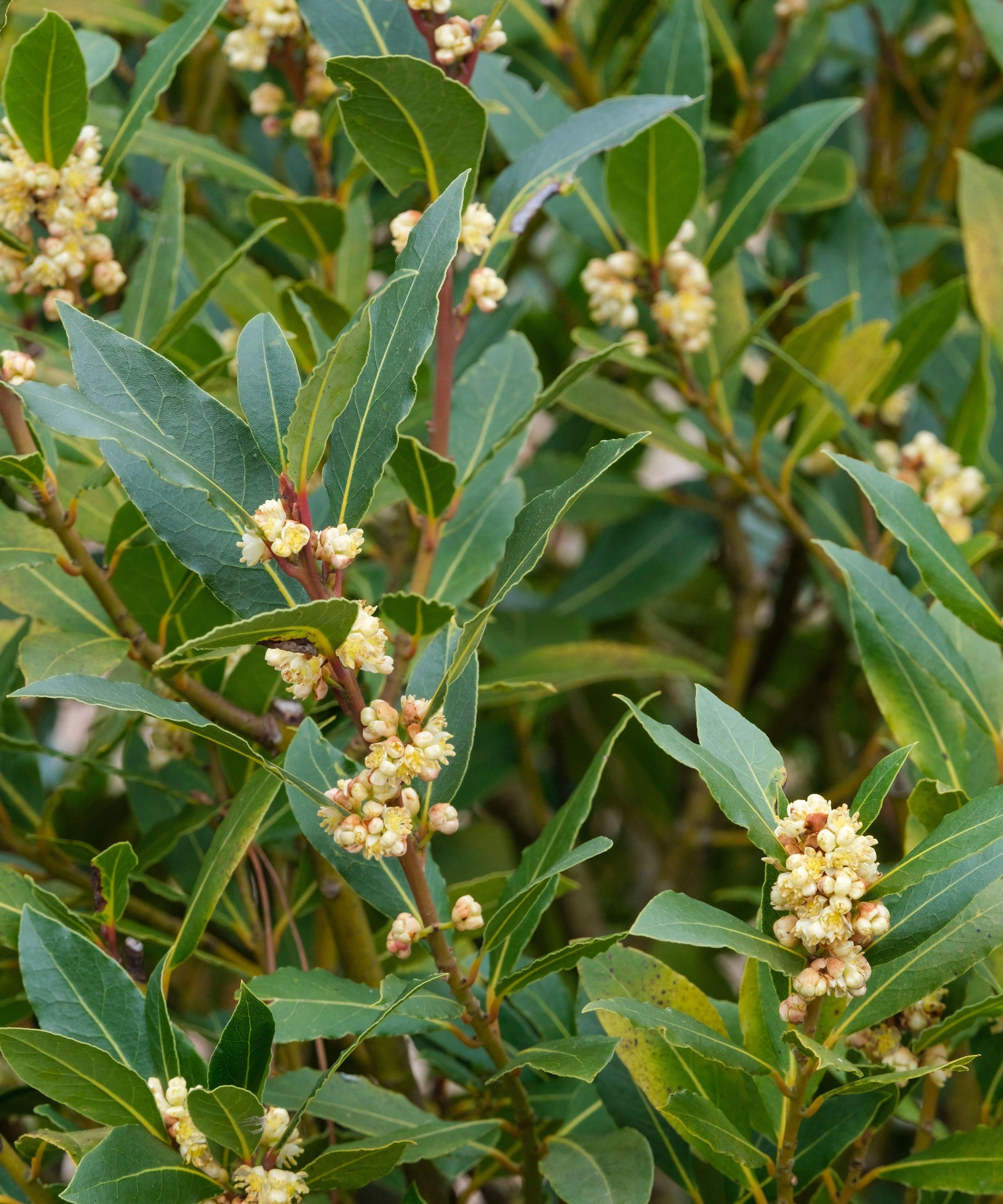 Bay laurel leaves and flowers
