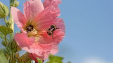 hollyhock and bee