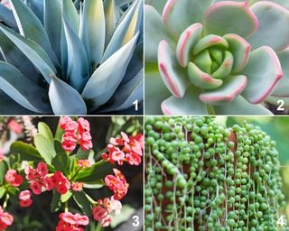 Container succulents plant palette, including agave, echeveria, crown of thorns, and string of pearls