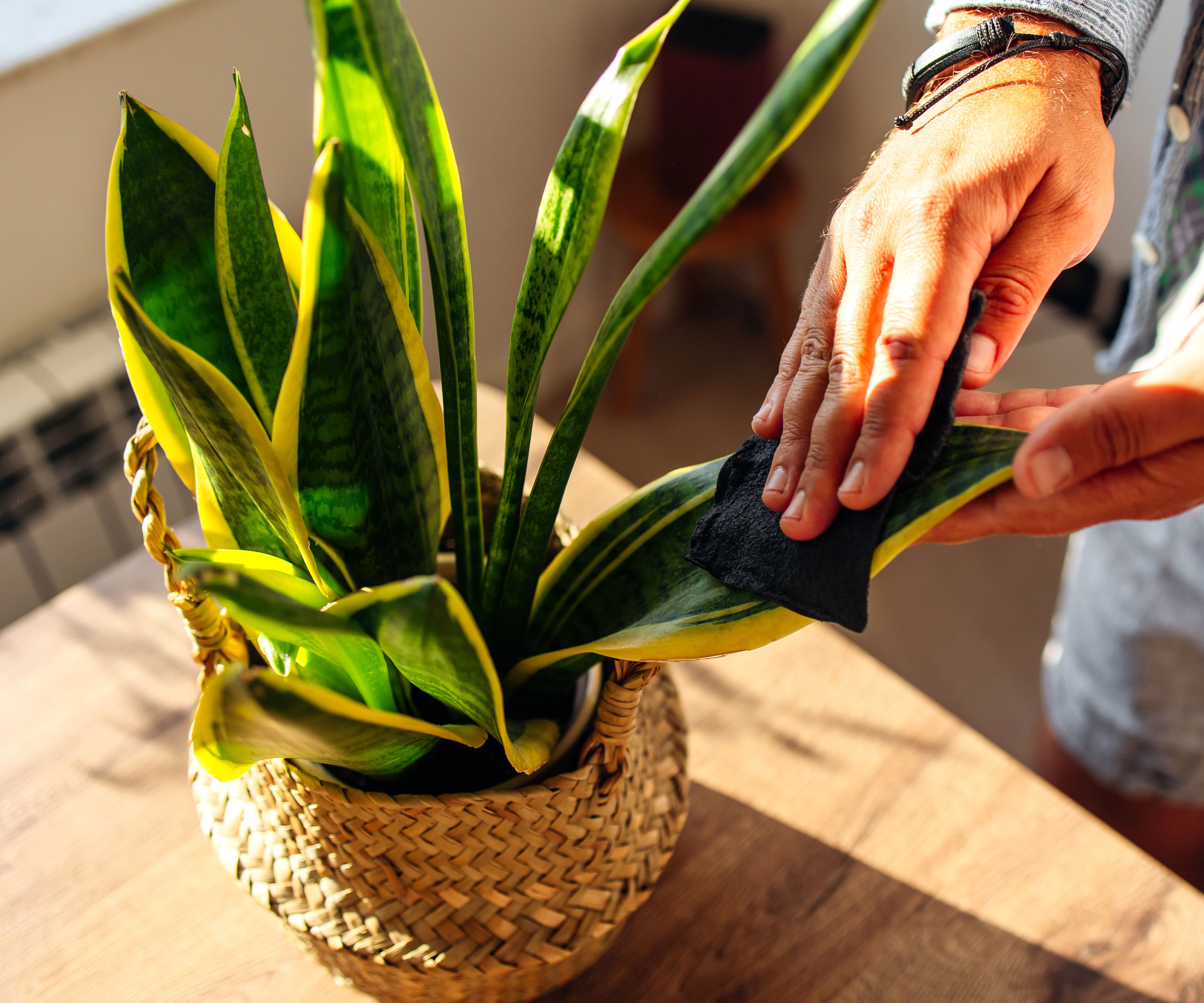 hand rubbing snake plant leaf on wooden table