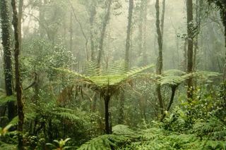 Upper montane cloud forest during rainfall at Mt. Kinabalu in Malaysia.