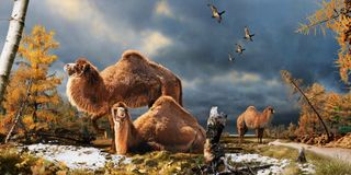 illustration of high arctic camel from 3.5 million years ago.