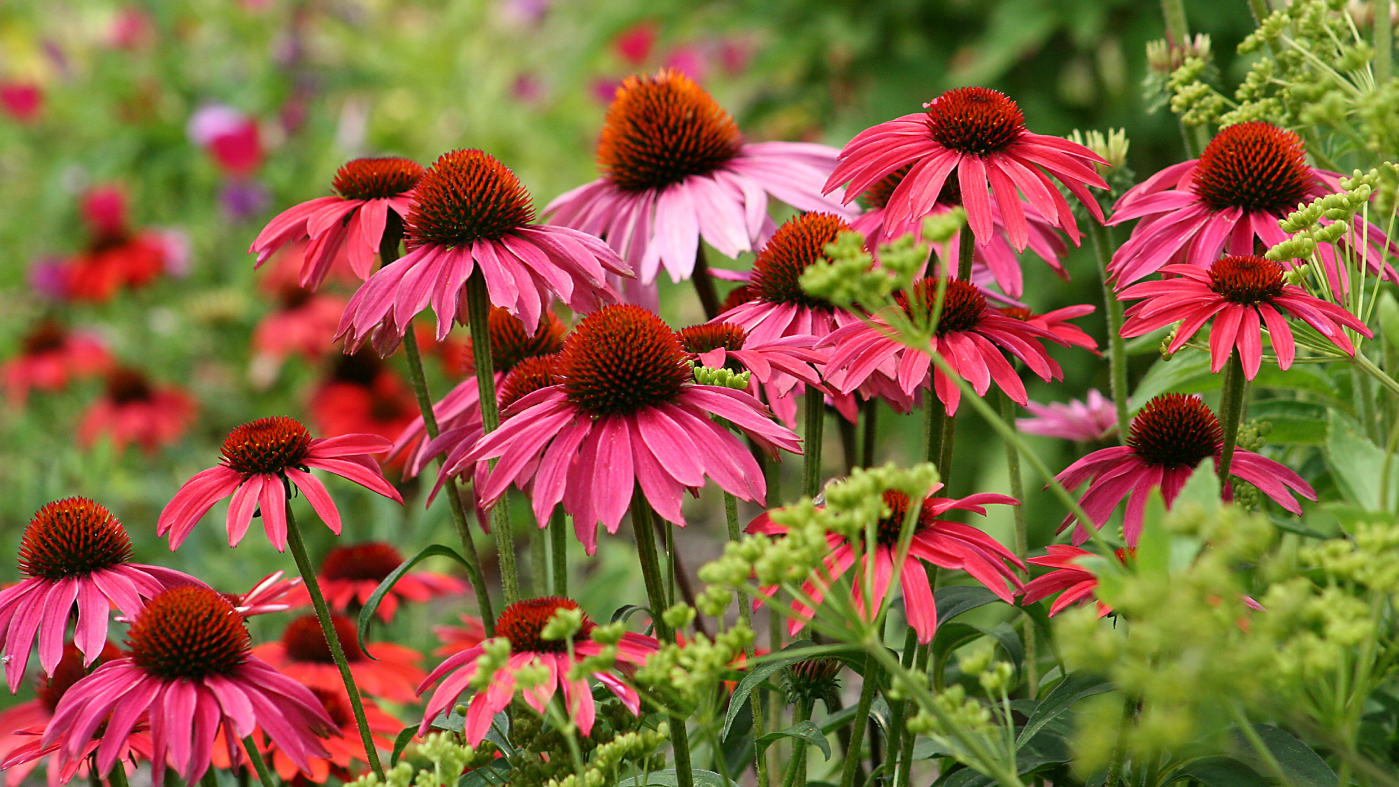 coneflowers in a garden 