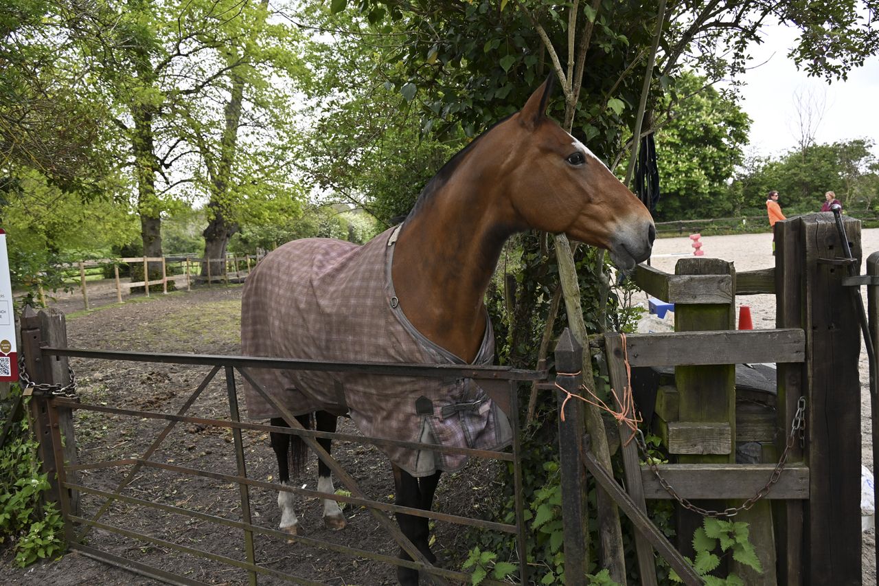 Horse by a fence with the Nikon Z 28-400mm f/4-8 VR lens's wideangle setting