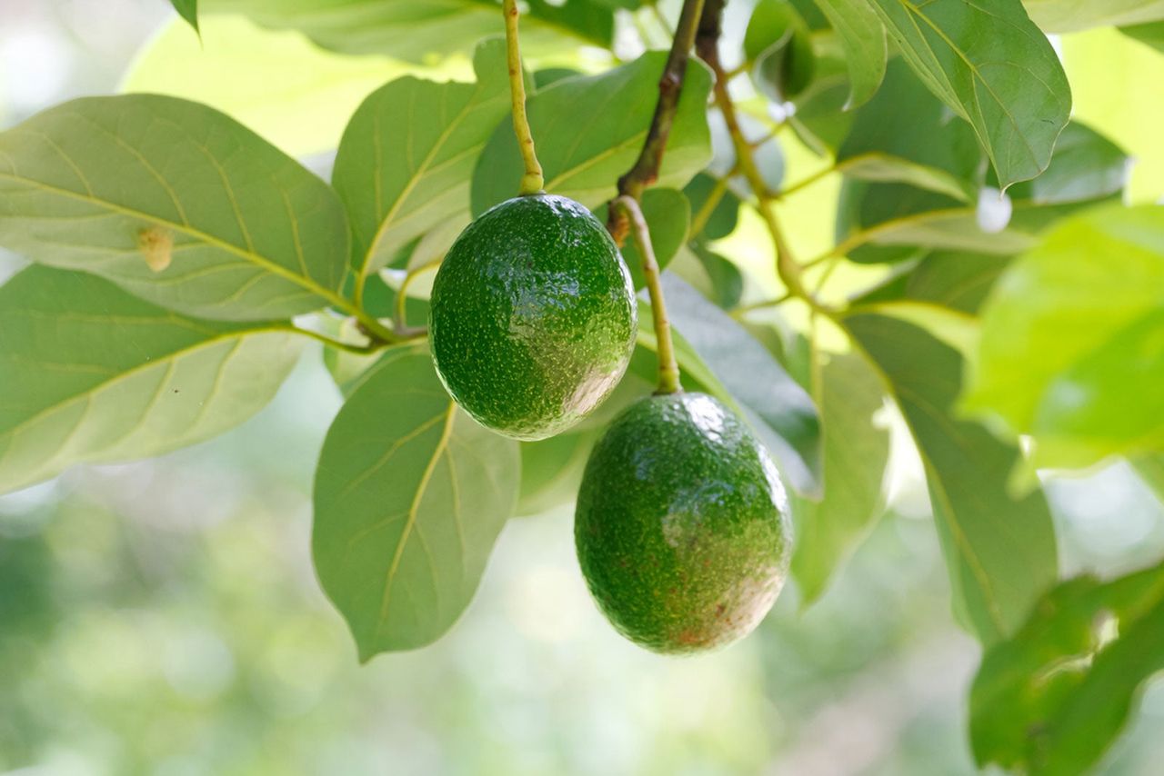 Two Unripe Avocados Growing On Tree