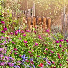 Lush cottage garden filed with flowers