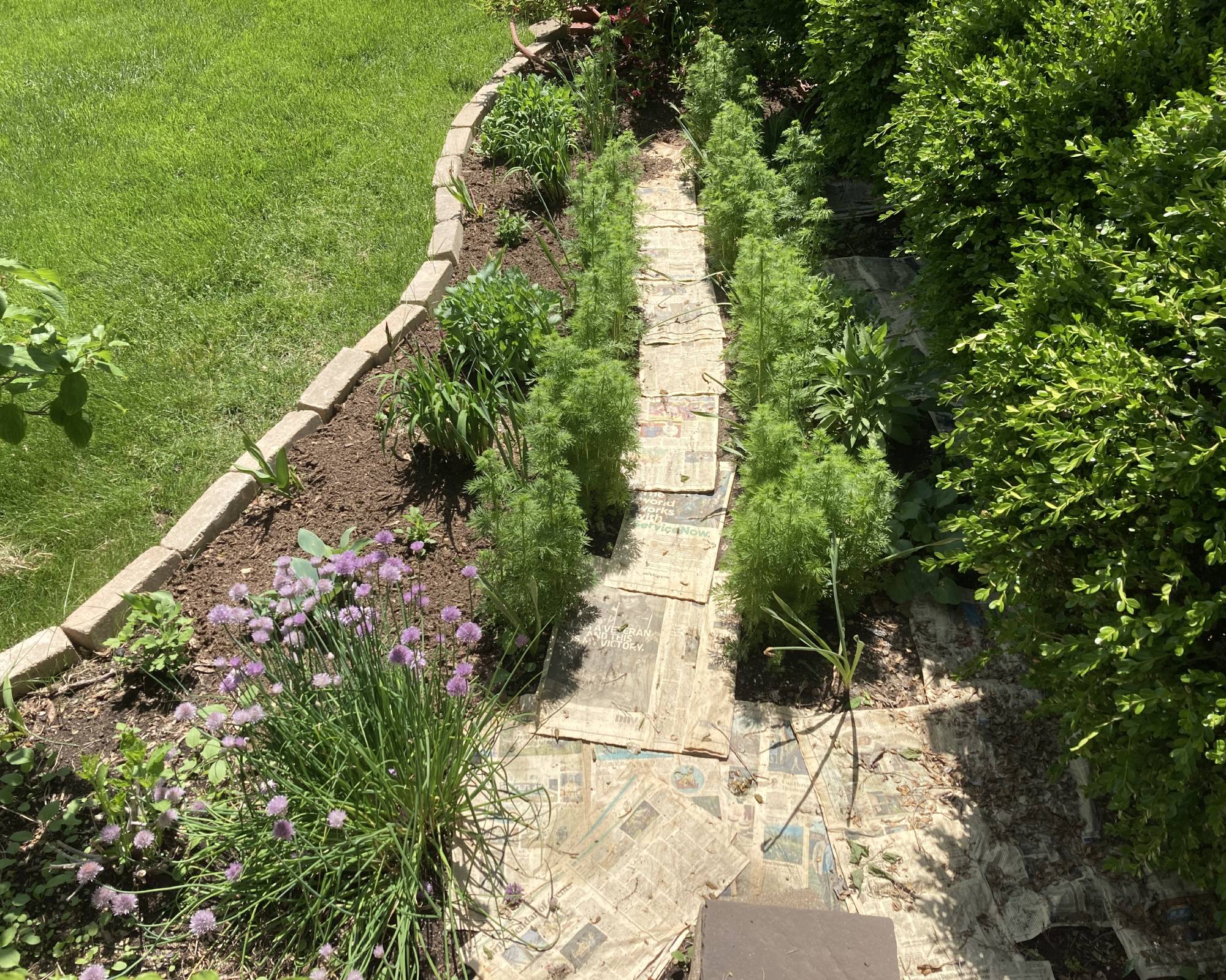 Newspaper laid around plants in garden to kill weeds