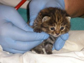 black-footed-kitten-110309-02