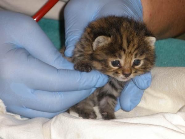 black-footed-kitten-110309-02