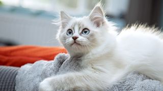 White ragdoll kitten